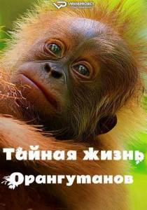Тайная жизнь орангутанов / Secret Lives of Orangutans Тайная жизнь орангутанов / Secret Lives of Orangutans