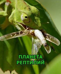 ������� �������� / Planet Reptile