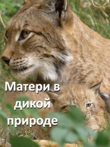 ������ � ����� ������� / Wild Mothers
